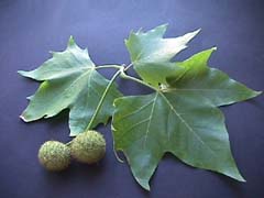 Platanus hispanica.jpg