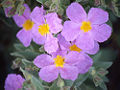 Cistus albidus.jpg