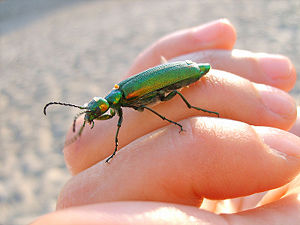 Green insect on hand.jpg