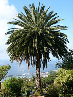 Palmera canaria.JPG