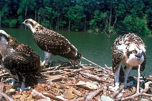 Nido de aguila pescadora.jpg