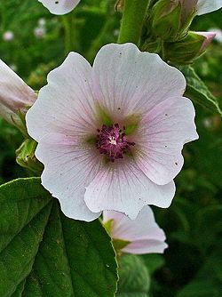 Althaea officinalis 002.JPG